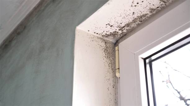 Best Real Estate Mold Inspection  in Machesney Park, IL