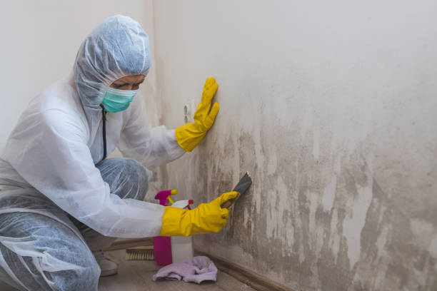 Mold Remediation for Rental Properties in Machesney Park, IL