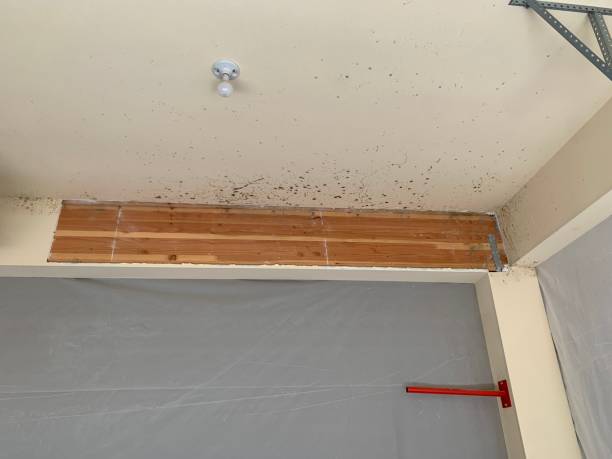 Best Asbestos and Lead Testing During Mold Inspection  in Machesney Park, IL