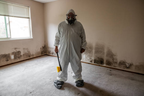 Mold Odor Removal Services in Machesney Park, IL